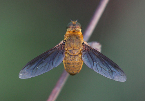 Ligyra sphinx