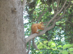 Sciurus vulgaris