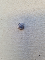 Marmorana serpentina