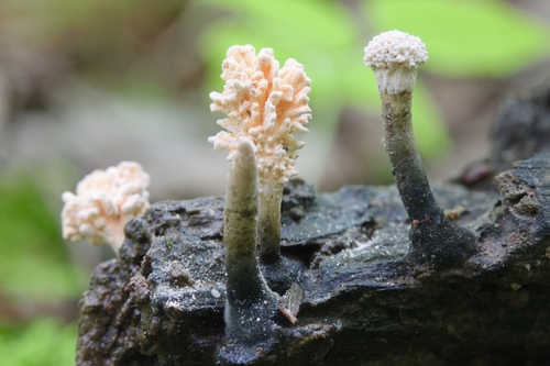 Xylaria flabelliformis