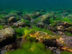 Sphoeroides lobatus