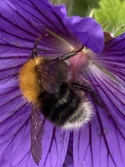 Bombus hypnorum