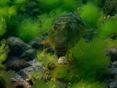 Sphoeroides lobatus