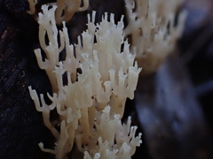 Artomyces austropiperatus