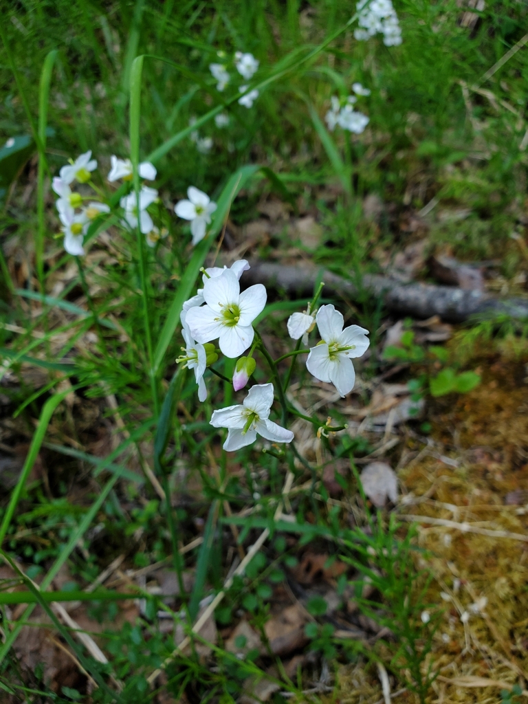 northern field bittercress