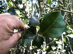 Alchornea ilicifolia