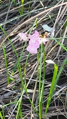 Kalmia polifolia