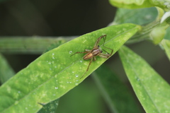 Neoscona adianta