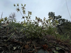 Silene campanulata