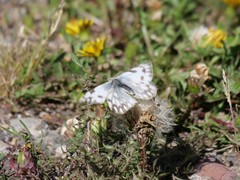 Pontia occidentalis