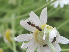 Metopoplax origani