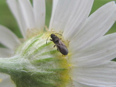 Metopoplax origani