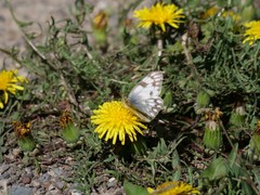 Pontia occidentalis