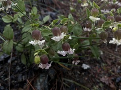 Silene campanulata