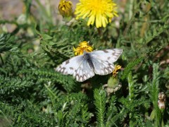 Pontia occidentalis