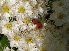 Coccinella septempunctata