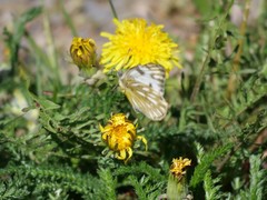 Pontia occidentalis