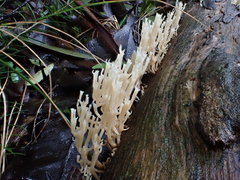 Artomyces austropiperatus