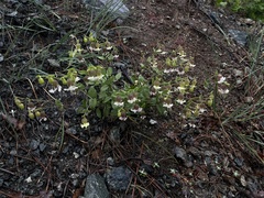 Silene campanulata