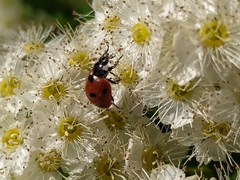 Coccinella septempunctata