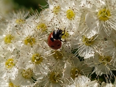 Coccinella septempunctata