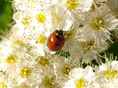 Coccinella septempunctata
