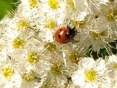 Coccinella septempunctata