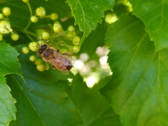 Apis mellifera