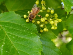 Apis mellifera