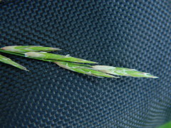 Melica subulata