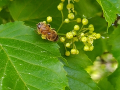 Apis mellifera