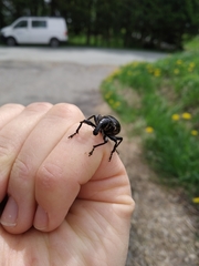 Liparus glabrirostris