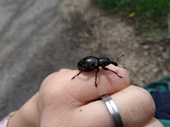 Liparus glabrirostris