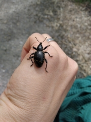 Liparus glabrirostris