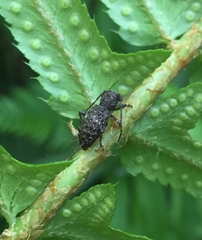 Plectrura spinicauda