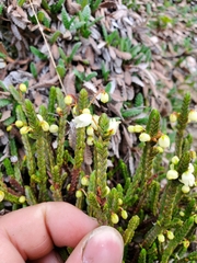 Cassiope tetragona