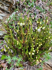 Cassiope tetragona