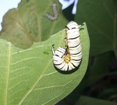 Tirumala limniace limniace