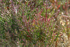 Salicornia meyeriana