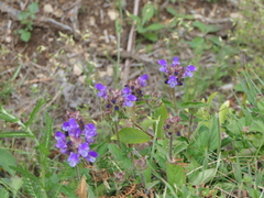 Prunella grandiflora