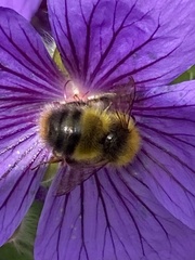 Bombus pratorum