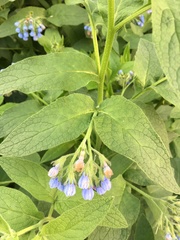 Symphytum caucasicum