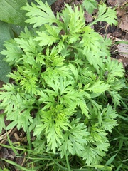 Artemisia vulgaris