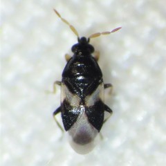 Orius tristicolor