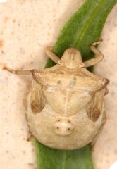 Ventocoris obesus