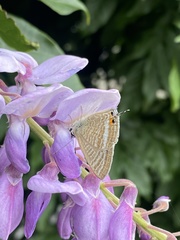Lampides boeticus