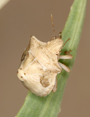 Ventocoris obesus