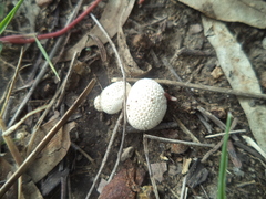 Lycoperdon