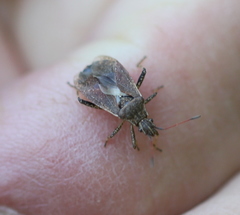 Ceraleptus