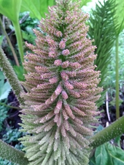 Gunnera manicata